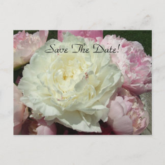 Spara datum vita rosa peonies / rosa peony-kort meddelande vykort