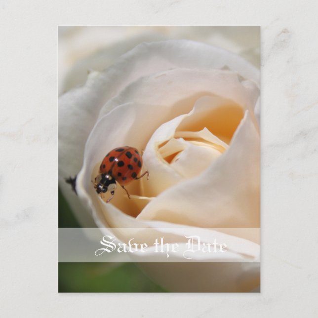 spara datumet. Fisk blomma från vit ros Meddelande Vykort (Framsida)