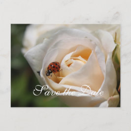 spara datumet. Fisk blomma från vit ros Meddelande Vykort