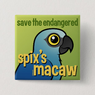 Spara den utsatte för fara Spix'sens Macaw Knapp