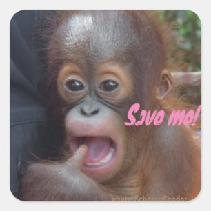 Spara det Orangutans utsatte för fara djurlivet Fyrkantigt Klistermärke