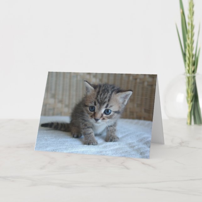 Spara ett liv, adoptera ett kort för (Framsida)