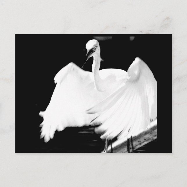 Spara Floridas fåglar Vykort (Framsida)