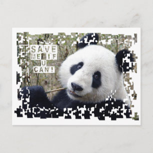 Spara Giant Panda Vykort