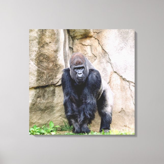 Spara Gorillas Canvastryck (Framsida)