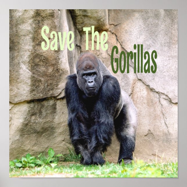 Spara Gorillas Poster (Framsidan)
