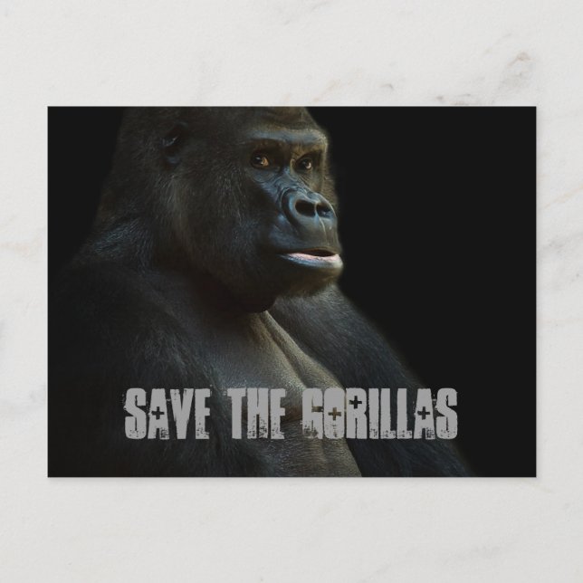 Spara Gorillas Vykort (Framsida)