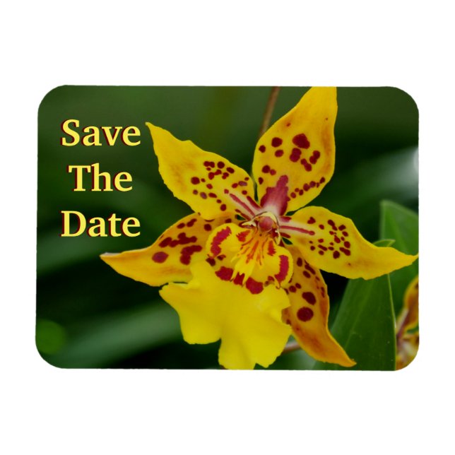 Spara Gulten Orchid Magnet (Horisontell)