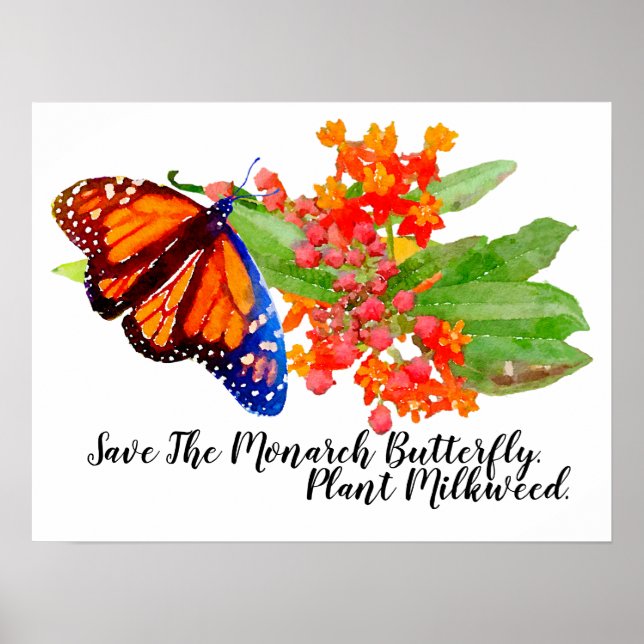 Spara Monarch Butterfly. Plant Milkweed. Poster (Framsidan)