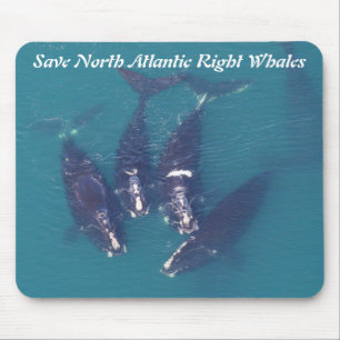 Spara North Atlantic Höger Whales by RoseWrites Musmatta