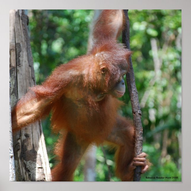 Spara Orangutans Borneo Wildlife Poster (Framsidan)