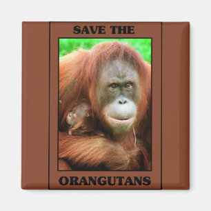 Spara orangutansna magnet