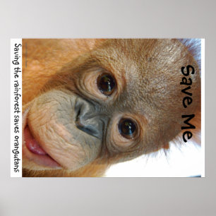 Spara orangutansna och rainforesten poster