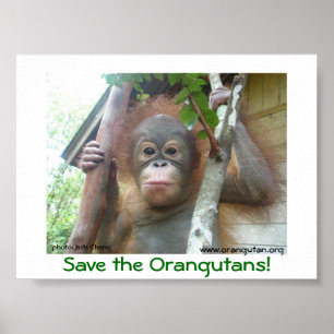 Spara orangutansna poster