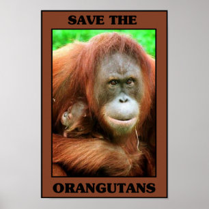 Spara orangutansna poster