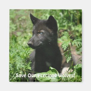 SPARA OUR GRÅTT VARGARS Wildlife Black Varg Valp Magnet