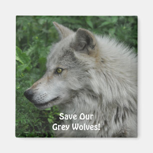 SPARA OUR GRÅTT VARGS Wildlife Photo Magnet