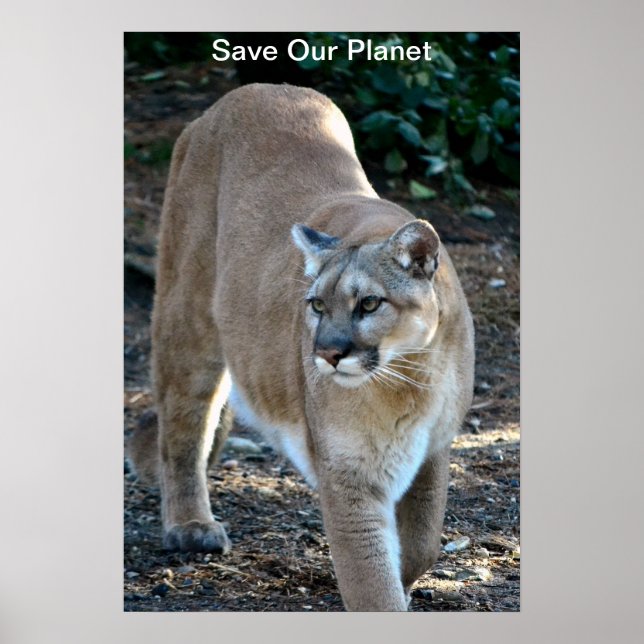 "Spara our Planet", Poster fotfoto av Cougar Photo (Framsidan)