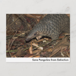 Spara Pangolins från utdragskort Vykort