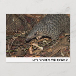 Spara Pangolins från utdragskort Vykort