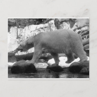 SPARA POLARNA BÄRER VYKORT