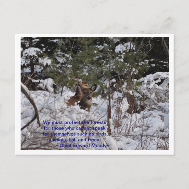 Spara Skogar Vykort (Framsida)