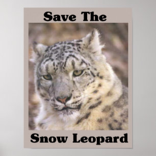 Spara snöleoparden poster