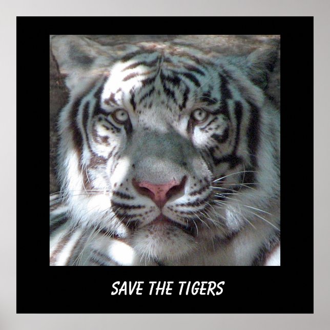 Spara Tiger Affisch (Framsidan)