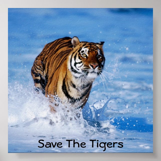 Spara Tigers Poster (Framsidan)