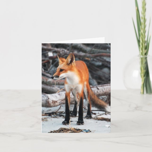 Spara Vår planetserie Röd fox-anteckning/hälsnings Kort (Framsida)