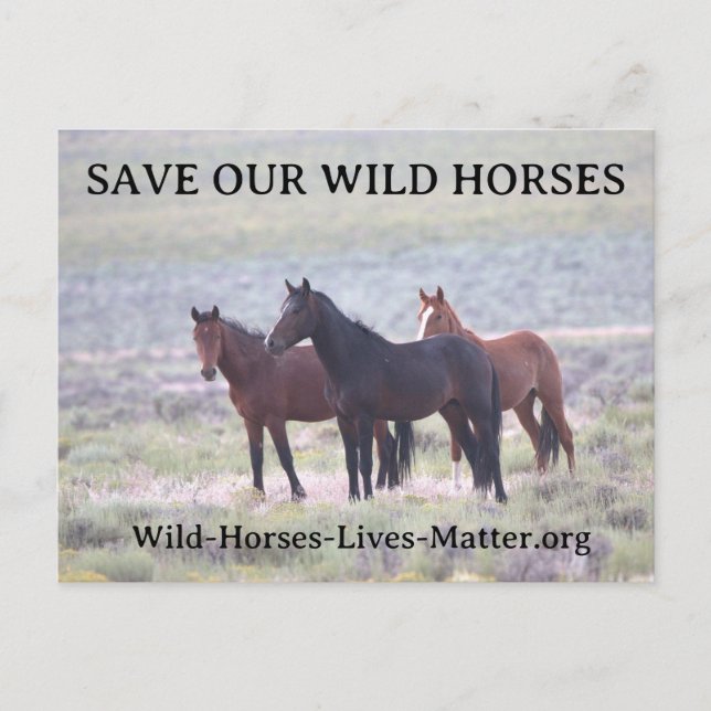 Spara Vår Vild Horses Inbjudan Vykort (Framsida)