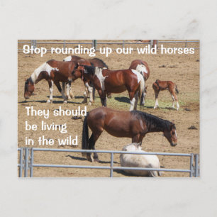 Spara Vår Vild Horses Kampanj Vykort
