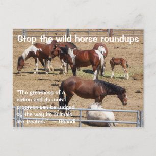 Spara Vår Vild Horses Kampanj Vykort