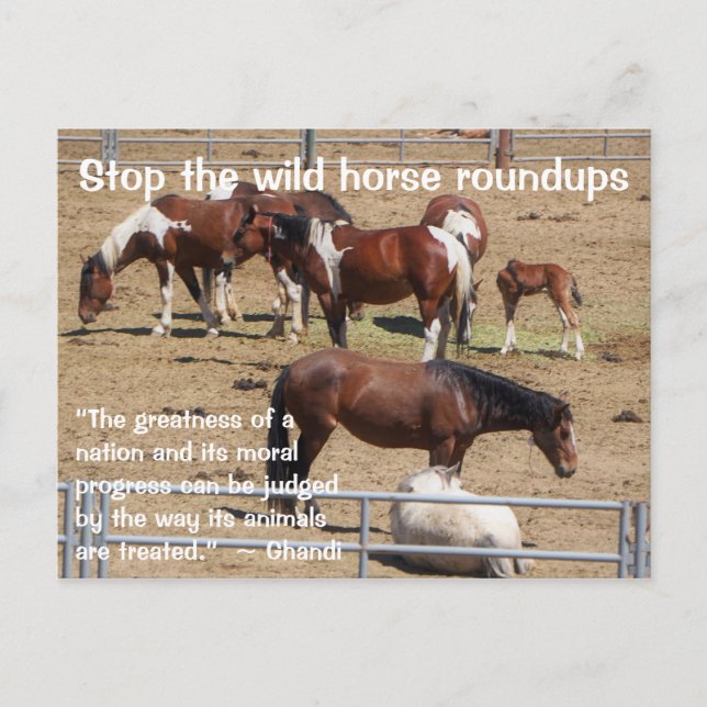 Spara Vår Vild Horses Kampanj Vykort (Framsida)