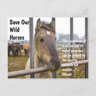 Spara Vår Vild Horses Kampanj Vykort