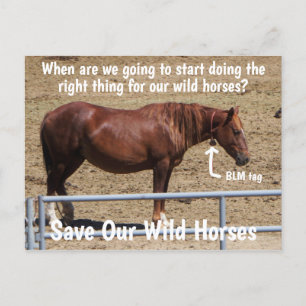 Spara vår Vild Horses Kampanj Vykort