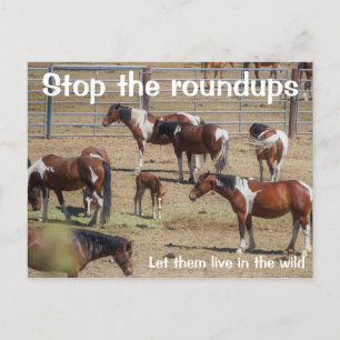 Spara Vår Vild Horses Kampanj Vykort