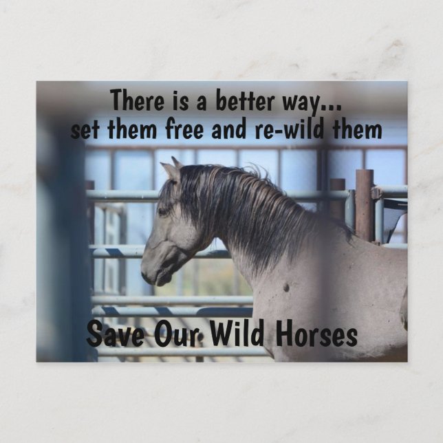 Spara Vår Vild Horses Kampanj Vykort (Framsida)