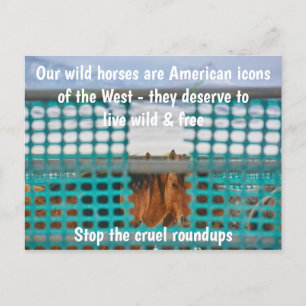 Spara Vår Vild Horses Kampanj Vykort