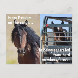 Spara Vår Vild Horses Kampanj Vykort