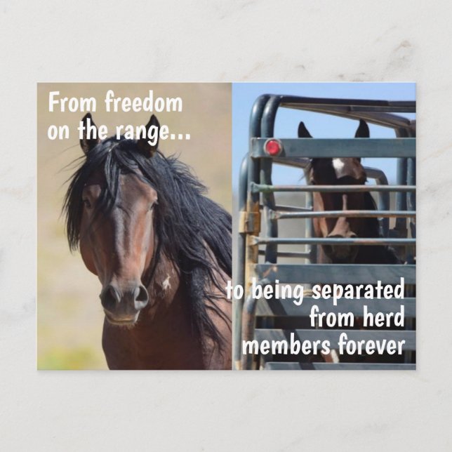 Spara Vår Vild Horses Kampanj Vykort (Framsida)