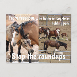 Spara Vår Vild Horses Kampanj Vykort