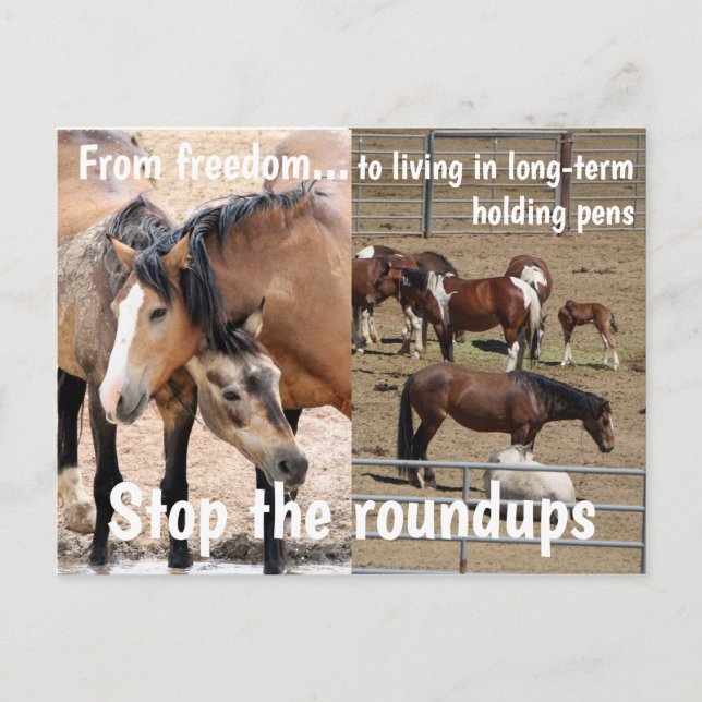 Spara Vår Vild Horses Kampanj Vykort (Framsida)