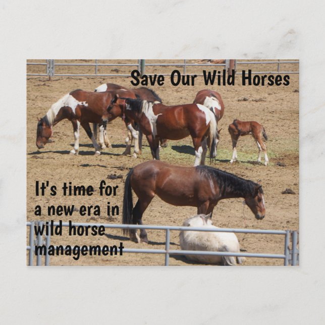 Spara Vår Vild Horses Kampanj Vykort (Framsida)
