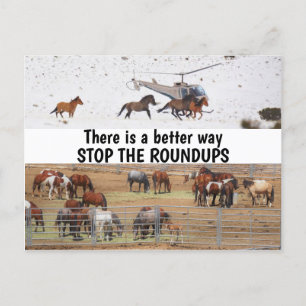 Spara Vår Vild Horses Kampanj Vykort