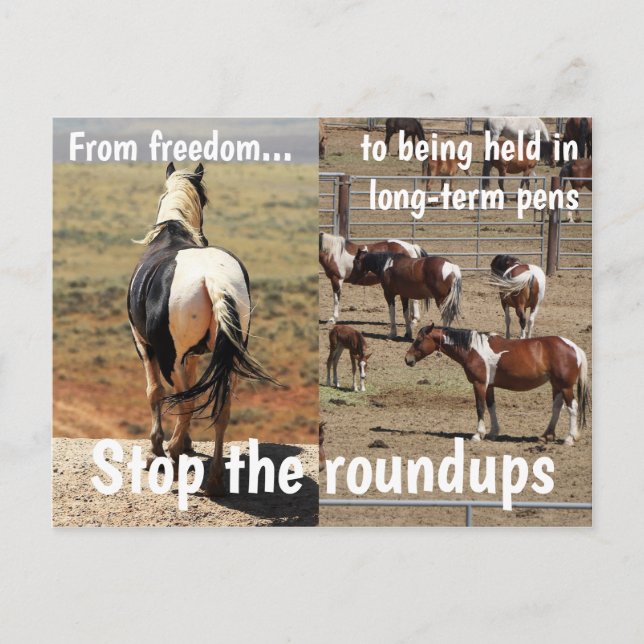 Spara Vår Vild Horses Kampanj Vykort (Framsida)