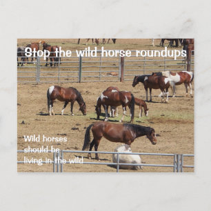 Spara Vår Vild Horses Kampanj Vykort