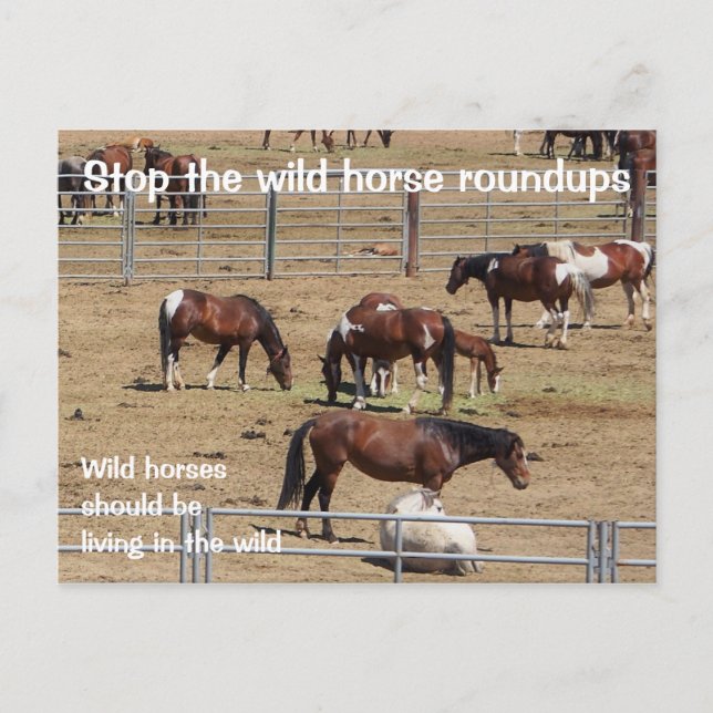 Spara Vår Vild Horses Kampanj Vykort (Framsida)