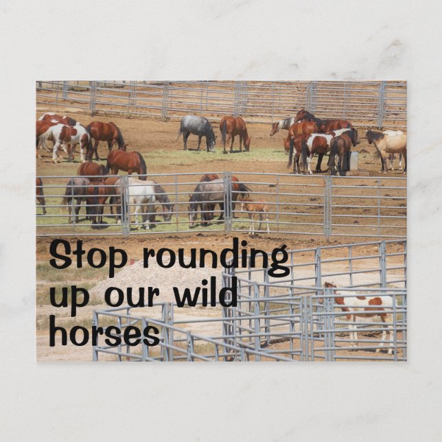 Spara Vår Vild Horses Kampanj Vykort (Framsida)