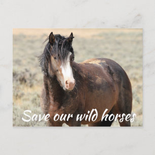 Spara Vår Vild Horses Vykort